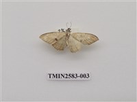 藏品(尺蛾93)的圖片